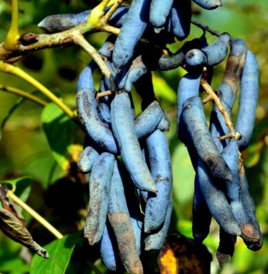 Blue Sausage Fruit Tree Seeds (Decaisnea fargesii) – 5 Seeds, Ornamental Shrub