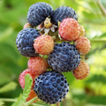 Mysore Black Raspberry Rubus niveus Bare Root Starter Plant – 1 Bare Root, Warm Climate (Zones 9-11)