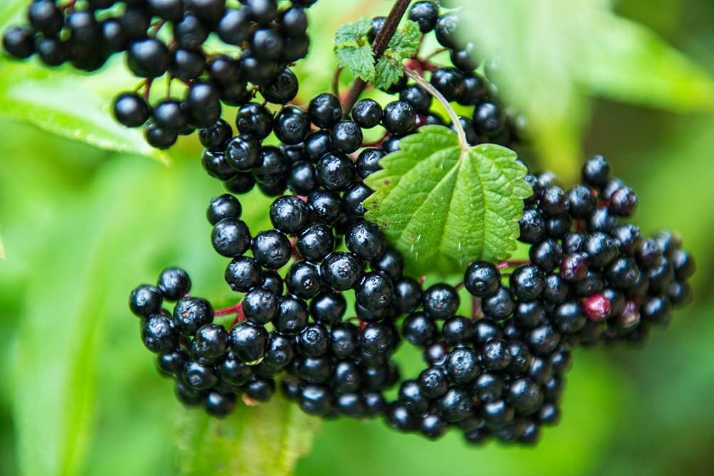 50 Black Elderberry Cuttings (Sambucus nigra) - Starter Plants - Fresh USA-Grown
