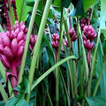 Pink Dwarf Banana Tree Seeds (Musa velutina) – 10 Seeds