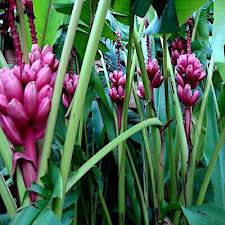 Pink Dwarf Banana Tree Seeds (Musa velutina) – 10 Seeds