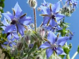 Borage Seeds - Edible Blue Flowers & Leaves, Heirloom, Non-GMO, 18-24" Tall, Annual Herb