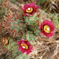 Cylindropuntia Prolifera Coastal Cholla Cactus Cutting - 3" Pup, Full/Partial Sun