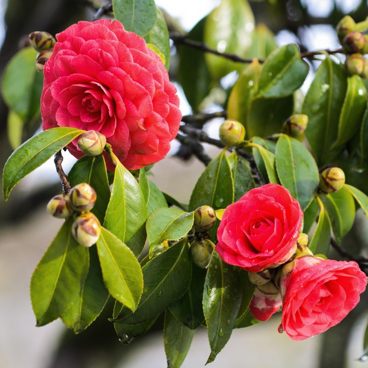 Tom Knudsen Camellia Japonica Starter Plant | Well-Rooted in Pot | Evergreen Shrub | Zones 7-10