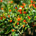 Chiltepin Pepper Seeds - Wild Hot Pepper (Capsicum annuum var. glabriusculum), 50,000-250,000 SHU, 3-4 ft tall, Non-GMO