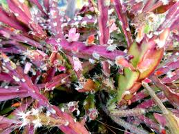 Lepismium cruciforme Super Red Clone Jungle Cactus Cutting