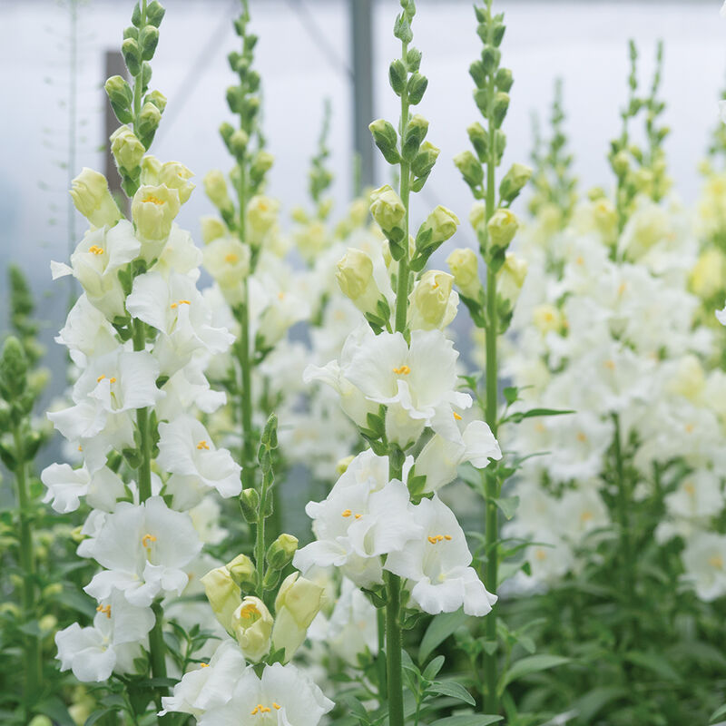Chantilly White Snapdragon Seeds (Antirrhinum majus) - 1000+ Seeds, Tall Fragrant White Blooms