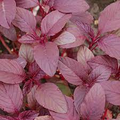 Amaranthus tricolor Red Beauty Edible Amaranth Seeds - 500mg | Heirloom Microgreens