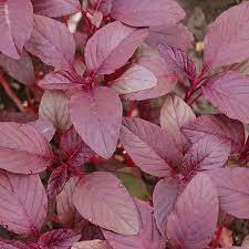 Amaranthus tricolor Red Beauty Edible Amaranth Seeds - 500mg | Heirloom Microgreens