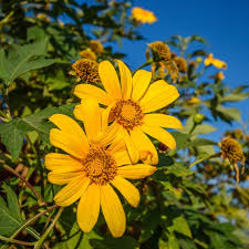 Mexican Sunflower Tithonia Diversifolia - 10 Fresh Cuttings, Pollinator-Friendly