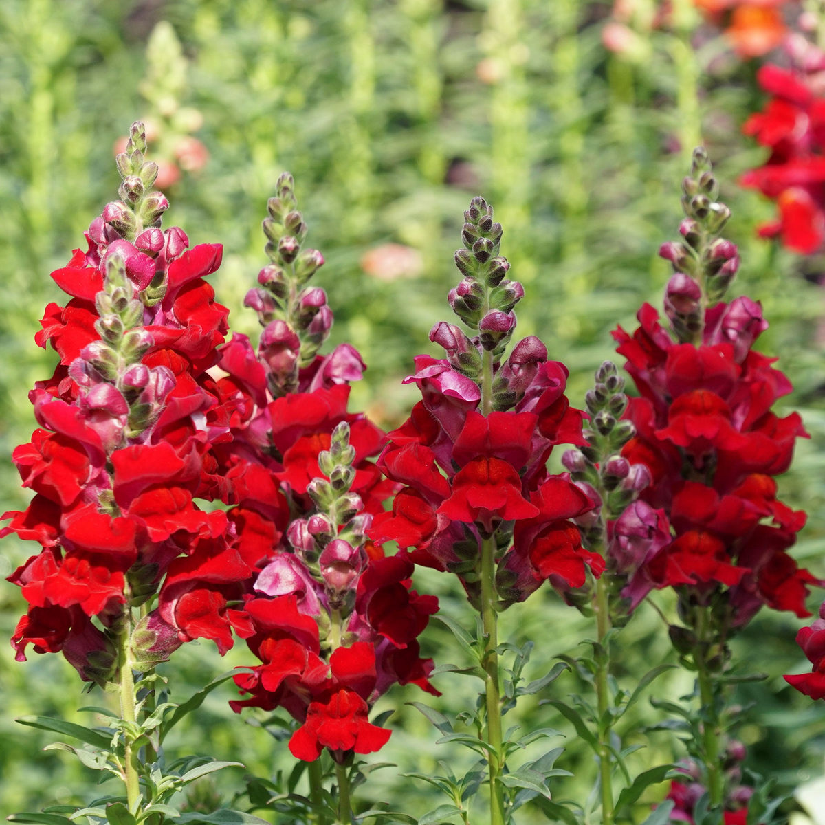 Defiance Snapdragon Seeds (Antirrhinum majus) - 1000+ Seeds, Bold Red Blooms