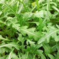 Sylvetta Arugula Seeds | Heirloom, Non-GMO, Spicy Peppery Flavor | Fast 50 Days