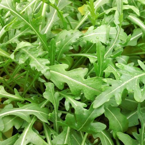 Sylvetta Arugula Seeds | Heirloom, Non-GMO, Spicy Peppery Flavor | Fast 50 Days