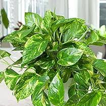 Patricio Pothos Cutting - Highly Variegated Hybrid Golden - Unrooted with 2+ Nodes