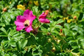 Japanese Rugosa Rose (Rosa rugosa) Bare Root Plant 6"-12"