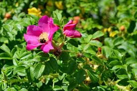Japanese Rugosa Rose (Rosa rugosa) Bare Root Plant 6"-12"