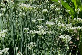 Flowering Chinese Leek Seeds (Allium tuberosum) - 150 Seeds, Non-GMO, Heirloom