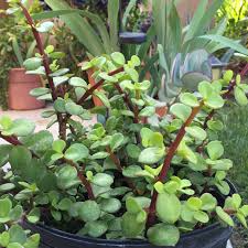 Portulacaria afra Macrophylla Giant Mammoth Elephant Bush Cuttings - 4-6" Tall, Rare Large-Leaf Succulent (2 Cuttings)