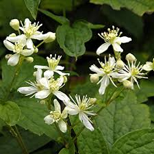 Clematis Virginiana Seeds | Virgin's Bower Native Climbing Vine - 50 Seeds