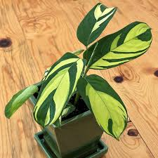 Ctenanthe Lubbersiana 'Never Never Plant' - 1 Live Variegated Prayer Plant (1-2 ft) - Starter Plant