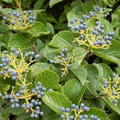 Arrowwood Viburnum Bush (Viburnum dentatum) Bare Root Starter Plant – Fast-Growing White Flowers, Edible Blue-Black Fruits
