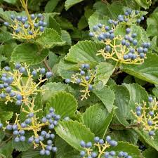 Arrowwood Viburnum Bush (Viburnum dentatum) Bare Root Starter Plant – Fast-Growing White Flowers, Edible Blue-Black Fruits