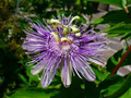 Maypop Purple Passion Fruit Seeds (Passiflora incarnata) - 10 Seeds, Cold Hardy