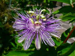 Maypop Purple Passion Fruit Seeds (Passiflora incarnata) - 10 Seeds, Cold Hardy