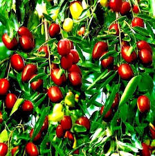 10 Jujube (Ziziphus jujuba) Fruit Tree Seeds - Red Chinese Date, Fast-Growing, Cold-Hardy