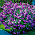20 Common Lilac Seeds (Syringa vulgaris) - Purple Fragrant Blooms, Zones 3-7