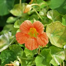 Nasturtium Tropaeolum majus Alaska Apricot Seeds - 50+ Variegated Foliage & Peach Blooms