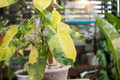 Burle Marx Philodendron Live Plant - Rooted Multi-Grow | Indoor Tropical Houseplant