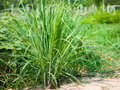 Lemongrass Plants (5 Bare Root) Cymbopogon citratus - Starter Perennial Herb