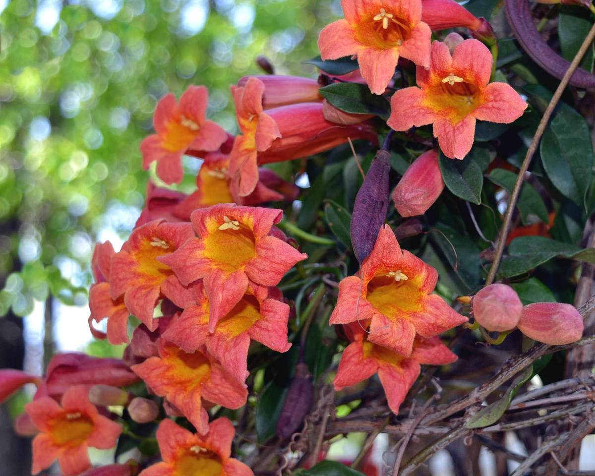 Tangerine Beauty Crossvine (Bignonia capreolata) Rooted Starter Plant - Fast-Growing Climber with Orange Blooms