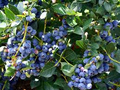 Top Hat Dwarf Blueberry Starter Plants (3-Pack) Bare Root 4-6" tall