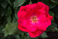 Rose Bush Knock Out Red - 3 Live 6" Unrooted Cuttings