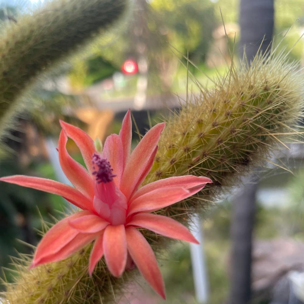 Cleistocactus samaipatanus 5" Tip Cutting - Flowering Cactus Starter Plant