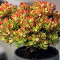 Crassula ovata ‘Crosby’s Compact’ Bare Root Jade Plant – 8"