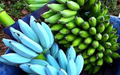 Musa Ice Cream (Blue Java) Banana Tree - Small Rooted Starter Plant