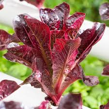 Cimarron Lettuce Seeds - Heirloom Romaine, Deep Red Leaves, Non-GMO, Heat-Tolerant, 1000 Seeds