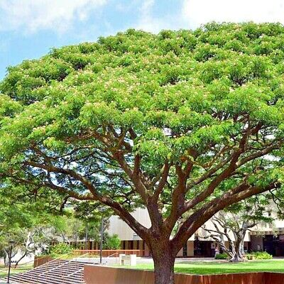 Rain Tree Seeds Albizia saman (Monkey Pod) - 20 Seeds for Bonsai & Shade Tree