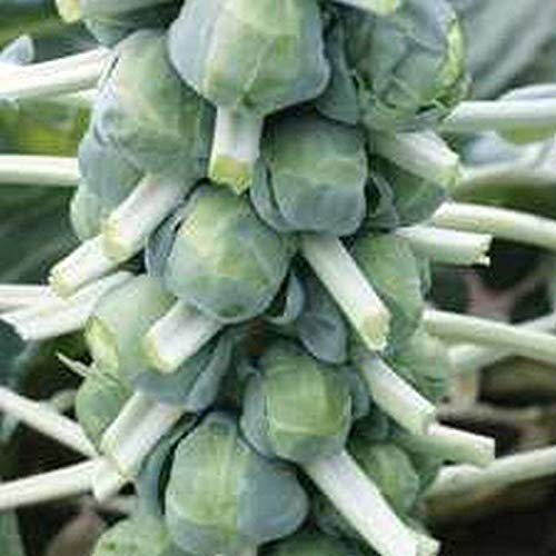 Hestia Brussels Sprouts Seeds - 500+ High-Yield Cold-Hardy Hybrid