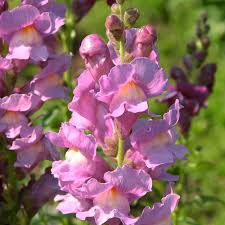 Antirrhinum majus Liberty Lilac Snapdragon Seeds - 1000+ Soft Lilac Blooms