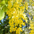Cassia fistula Golden Shower Tree Seeds - 10 Seeds, Fast-Growing, Weeping Yellow Flowers