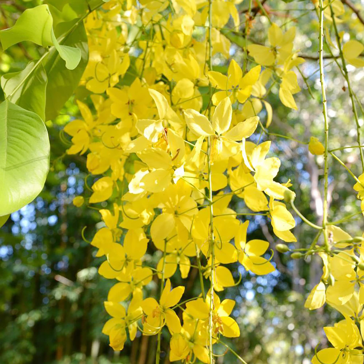 Cassia fistula Golden Shower Tree Seeds - 10 Seeds, Fast-Growing, Weeping Yellow Flowers