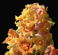 Cannes Light Bronze Snapdragon Seeds (Antirrhinum majus) - 1000+ Seeds, Warm Bronze Blooms