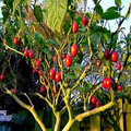 Tamarillo Tree Tomato Seeds (Cyphomandra betacea) – Fast-Growing High-Yield Fruit Tree