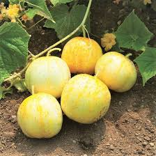Lemon Cucumber Seeds (Cucumis sativus) - 50 Seeds, Yellow Round Cucumbers