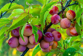 Wild American Plum Cuttings (Prunus americana) – 12 Unrooted Starter Plant Cuttings