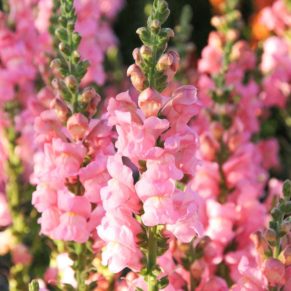 Antirrhinum majus Potomac Pink Snapdragon Seeds – 1000+ Soft Pink Blooms for Garden & Cut Flowers
